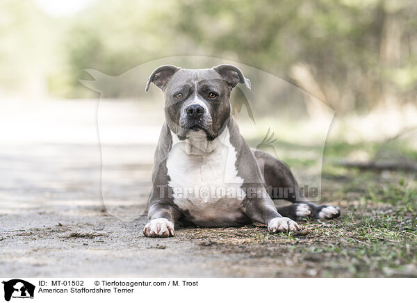 American Staffordshire Terrier / American Staffordshire Terrier / MT-01502