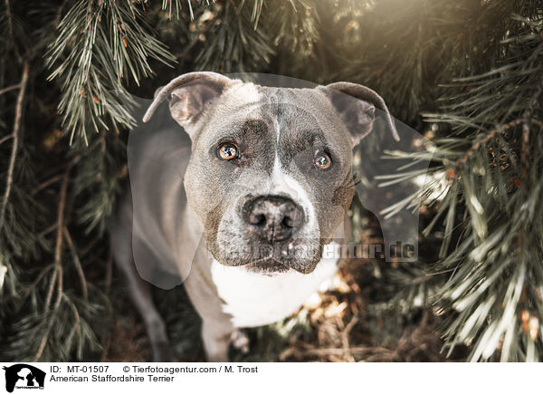 American Staffordshire Terrier / American Staffordshire Terrier / MT-01507
