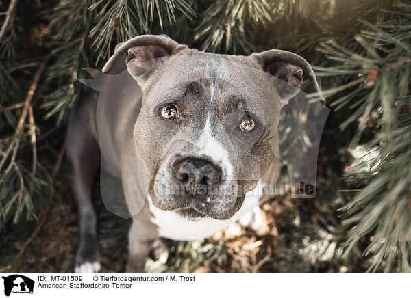 American Staffordshire Terrier / American Staffordshire Terrier / MT-01509