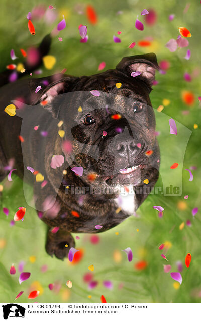 American Staffordshire Terrier im Studio / American Staffordshire Terrier in studio / CB-01794