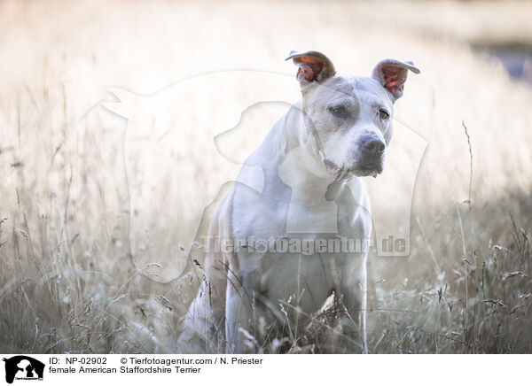 female American Staffordshire Terrier / NP-02902
