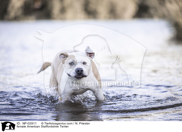 American Staffordshire Terrier Hndin / female American Staffordshire Terrier / NP-02911