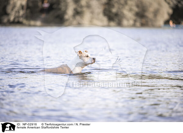 American Staffordshire Terrier Hndin / female American Staffordshire Terrier / NP-02916