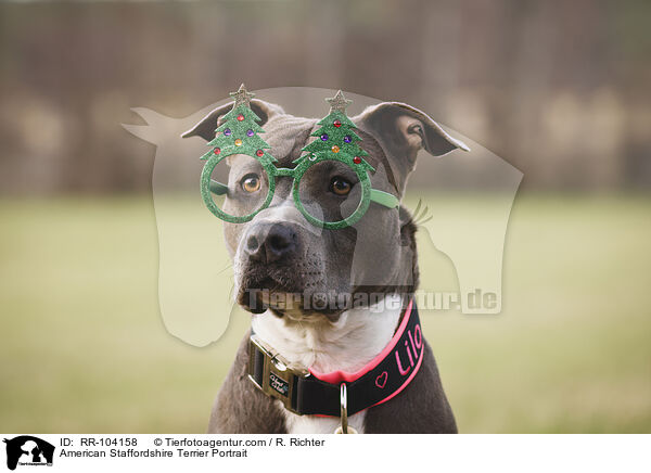 American Staffordshire Terrier Portrait / American Staffordshire Terrier Portrait / RR-104158