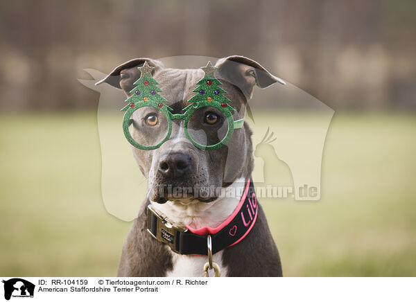 American Staffordshire Terrier Portrait / American Staffordshire Terrier Portrait / RR-104159