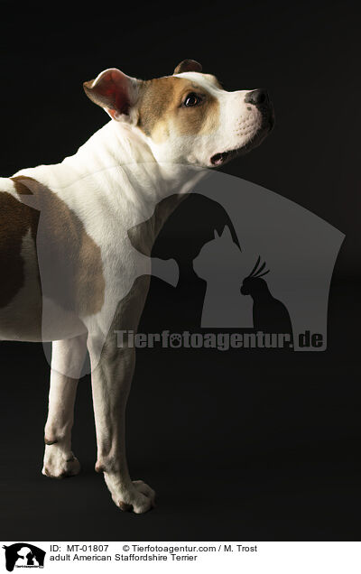 ausgewachsener American Staffordshire Terrier / adult American Staffordshire Terrier / MT-01807