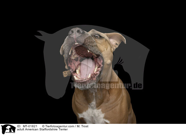ausgewachsener American Staffordshire Terrier / adult American Staffordshire Terrier / MT-01821