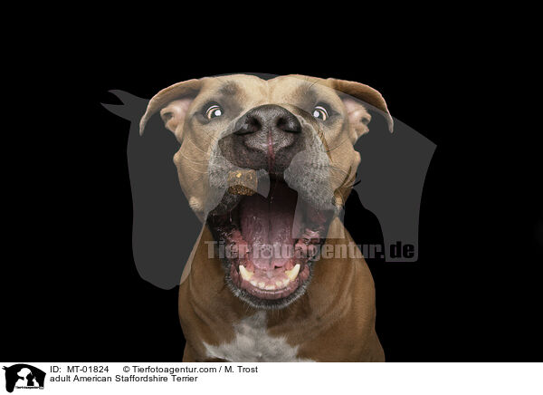 ausgewachsener American Staffordshire Terrier / adult American Staffordshire Terrier / MT-01824