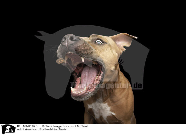 ausgewachsener American Staffordshire Terrier / adult American Staffordshire Terrier / MT-01825