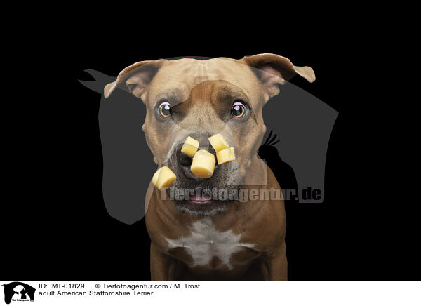ausgewachsener American Staffordshire Terrier / adult American Staffordshire Terrier / MT-01829