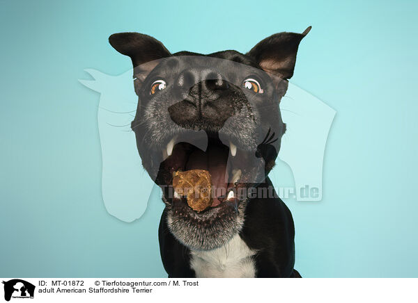 ausgewachsener American Staffordshire Terrier / adult American Staffordshire Terrier / MT-01872