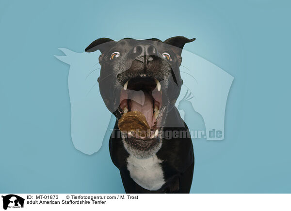 ausgewachsener American Staffordshire Terrier / adult American Staffordshire Terrier / MT-01873