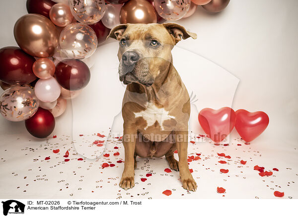 American Staffordshire Terrier / American Staffordshire Terrier / MT-02026