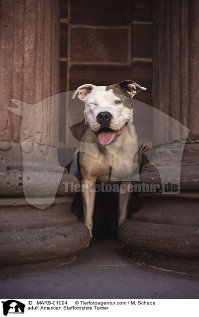 ausgewachsener American Staffordshire Terrier / adult American Staffordshire Terrier / MARS-01094