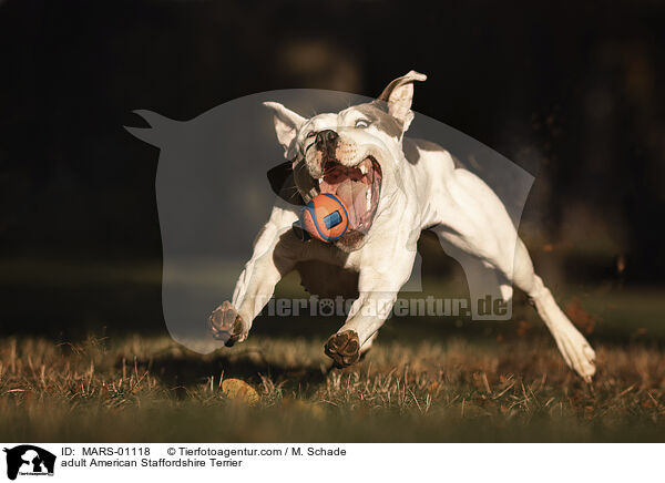 ausgewachsener American Staffordshire Terrier / adult American Staffordshire Terrier / MARS-01118