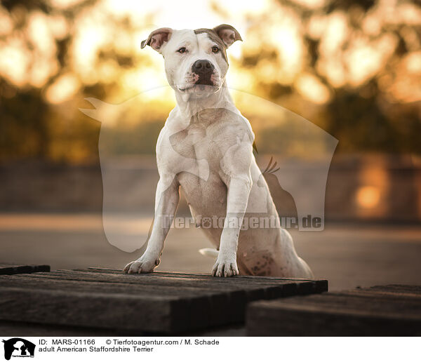ausgewachsener American Staffordshire Terrier / adult American Staffordshire Terrier / MARS-01166