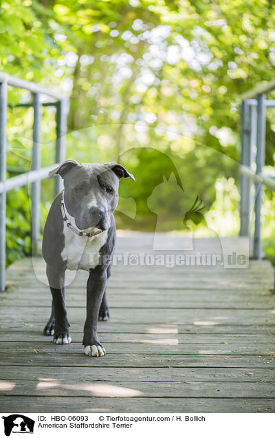 American Staffordshire Terrier / American Staffordshire Terrier / HBO-06093