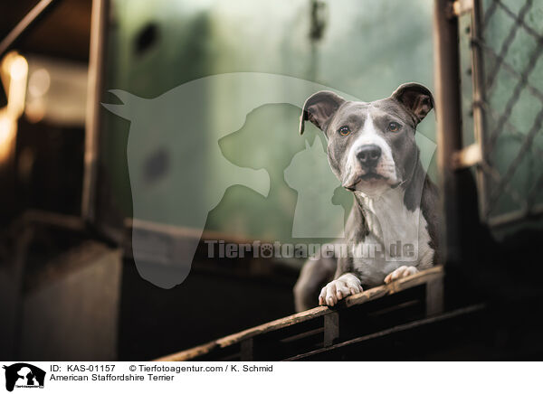 American Staffordshire Terrier / American Staffordshire Terrier / KAS-01157