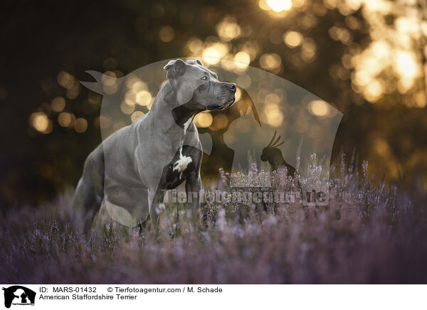 American Staffordshire Terrier / American Staffordshire Terrier / MARS-01432