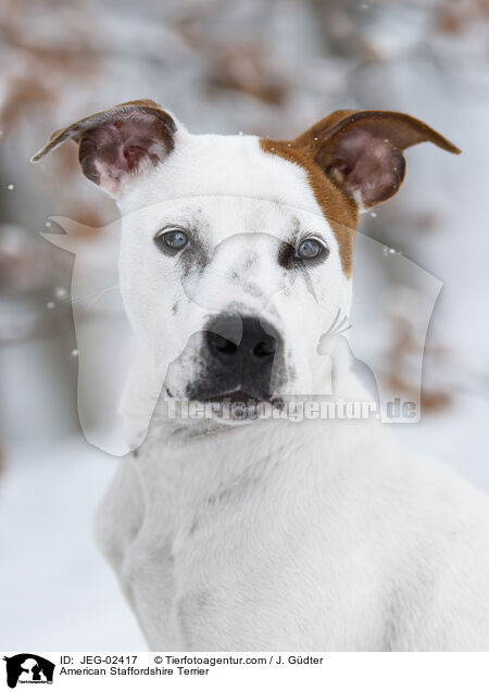American Staffordshire Terrier / American Staffordshire Terrier / JEG-02417