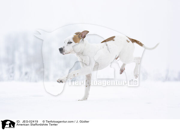 American Staffordshire Terrier / American Staffordshire Terrier / JEG-02419