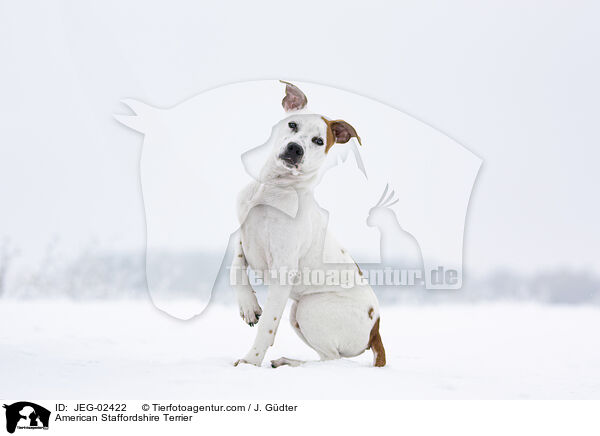 American Staffordshire Terrier / American Staffordshire Terrier / JEG-02422