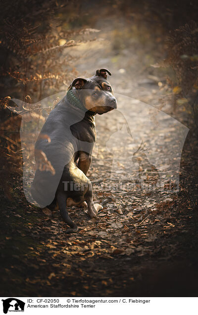 American Staffordshire Terrier / American Staffordshire Terrier / CF-02050