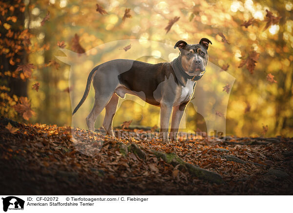 American Staffordshire Terrier / American Staffordshire Terrier / CF-02072