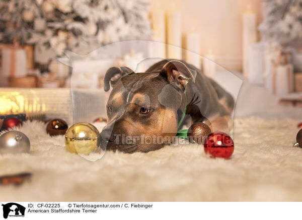American Staffordshire Terrier / American Staffordshire Terrier / CF-02225