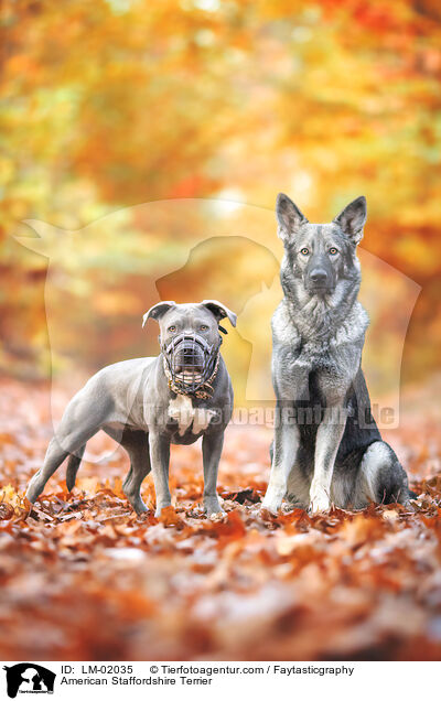 American Staffordshire Terrier / American Staffordshire Terrier / LM-02035