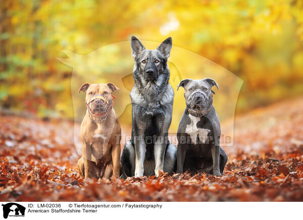 American Staffordshire Terrier / American Staffordshire Terrier / LM-02036