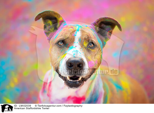 American Staffordshire Terrier / American Staffordshire Terrier / LM-02039