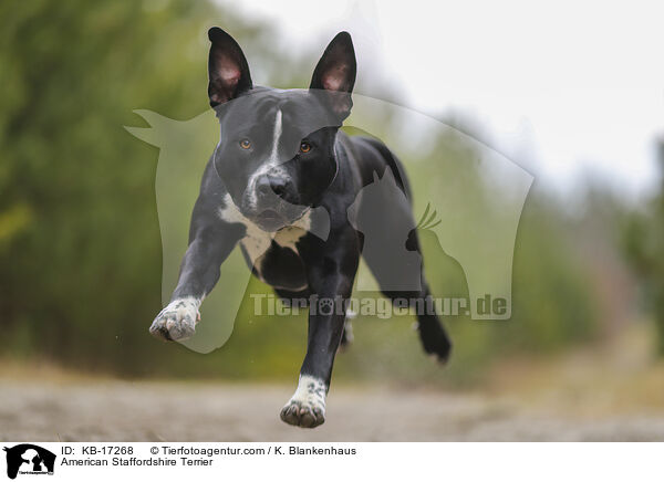 American Staffordshire Terrier / American Staffordshire Terrier / KB-17268