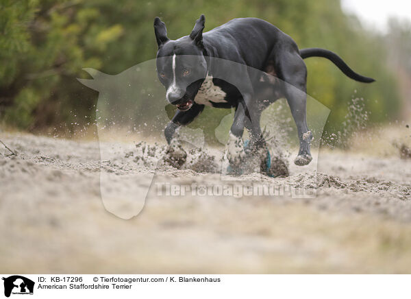 American Staffordshire Terrier / American Staffordshire Terrier / KB-17296