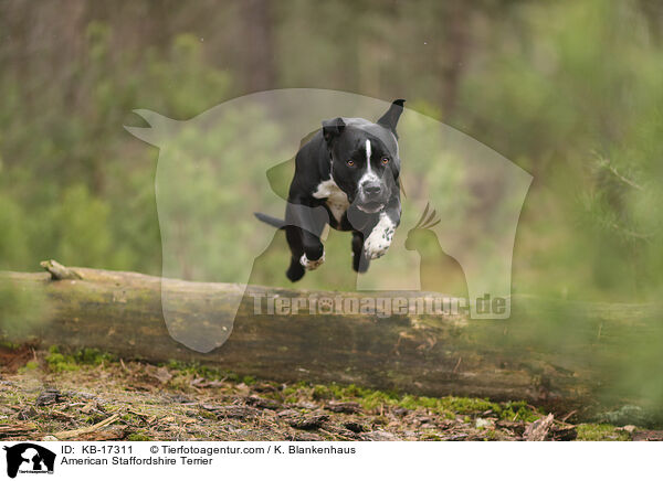 American Staffordshire Terrier / American Staffordshire Terrier / KB-17311