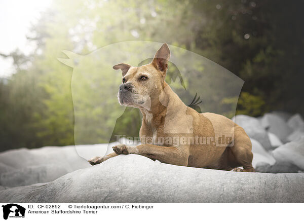 American Staffordshire Terrier / American Staffordshire Terrier / CF-02892
