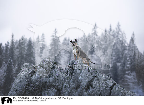 American Staffordshire Terrier / American Staffordshire Terrier / CF-02895