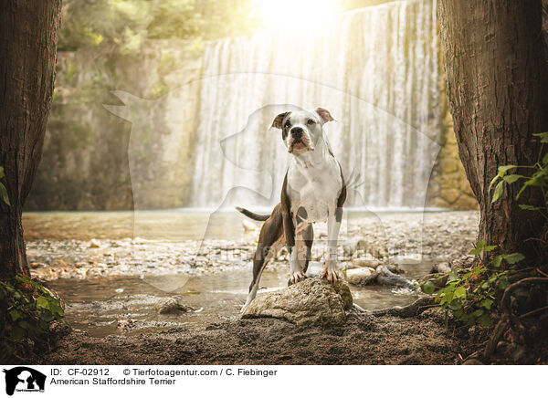 American Staffordshire Terrier / American Staffordshire Terrier / CF-02912