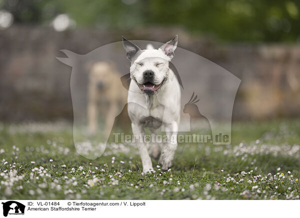 American Staffordshire Terrier / American Staffordshire Terrier / VL-01484