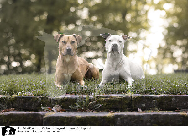 American Staffordshire Terrier / American Staffordshire Terrier / VL-01488