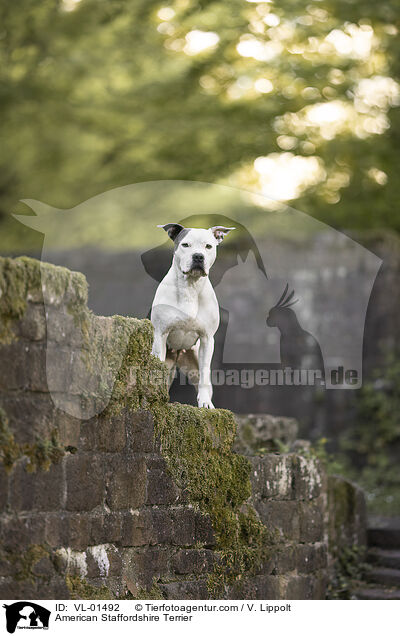 American Staffordshire Terrier / American Staffordshire Terrier / VL-01492