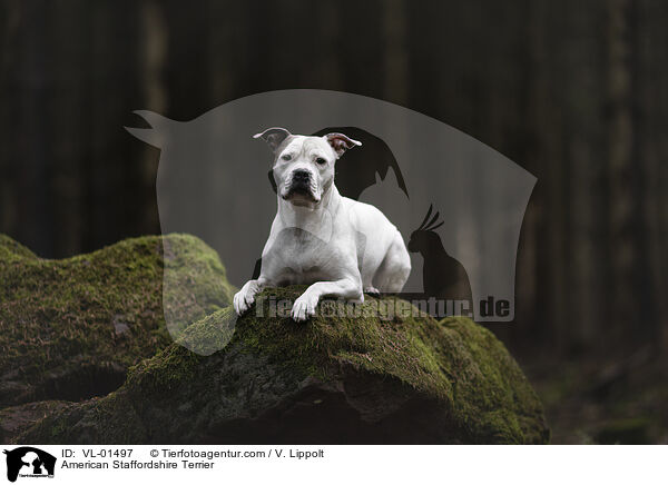 American Staffordshire Terrier / American Staffordshire Terrier / VL-01497