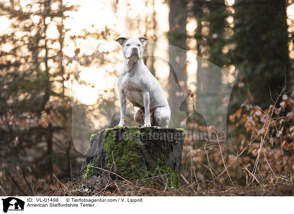 American Staffordshire Terrier / American Staffordshire Terrier / VL-01498