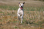 running American Staffordshire Terrier