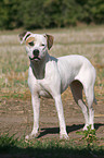 standing American Staffordshire Terrier