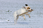 playing American Staffordshire Terrier