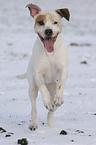 running American Staffordshire Terrier