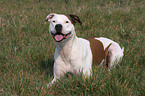 lying American Staffordshire Terrier