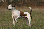 standing American Staffordshire Terrier