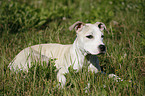 Staffordshire Bullterrier